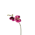 Phalaenopsis Budy Orchid Stem