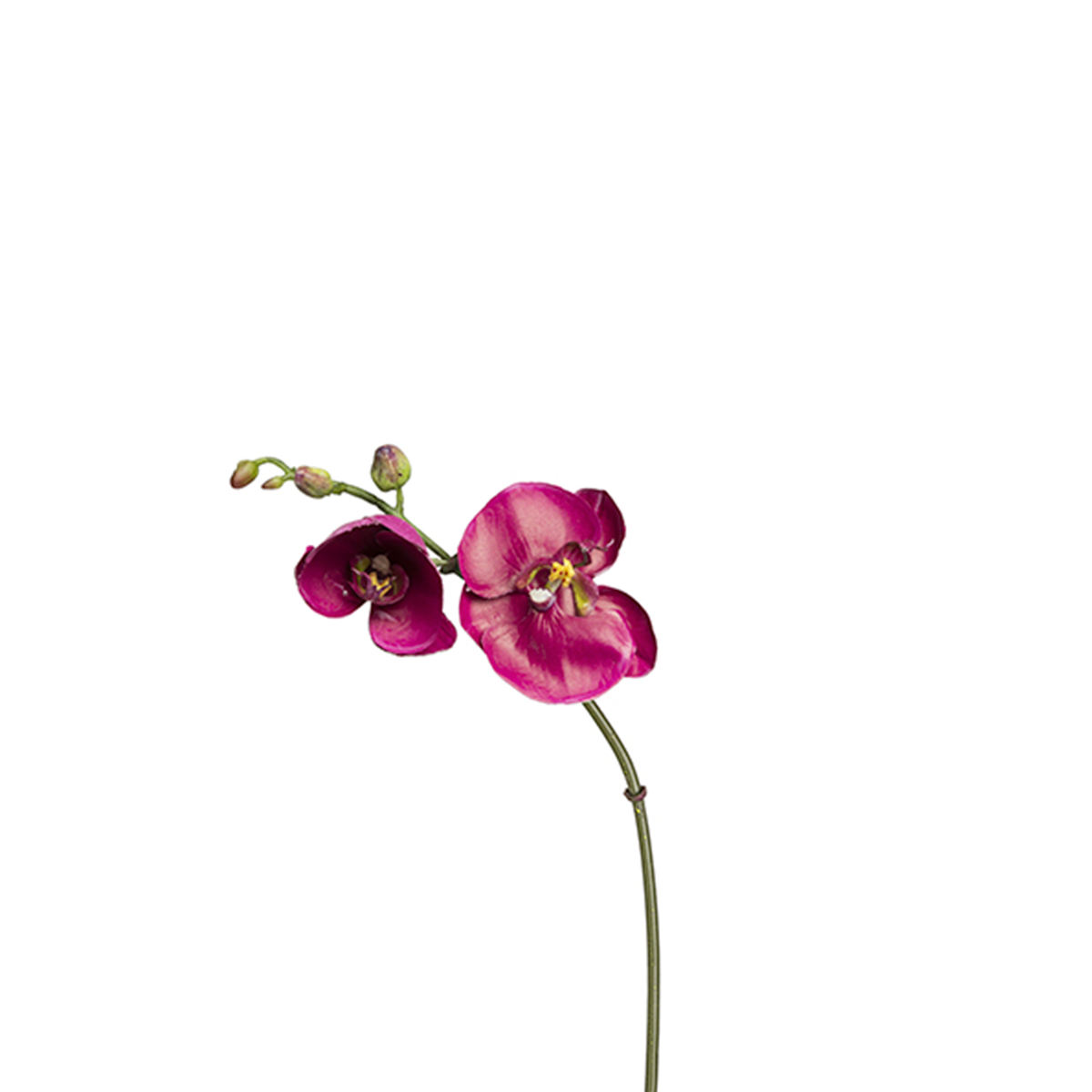 Phalaenopsis Budy Orchid Stem