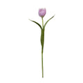Emilia Tulip Stem