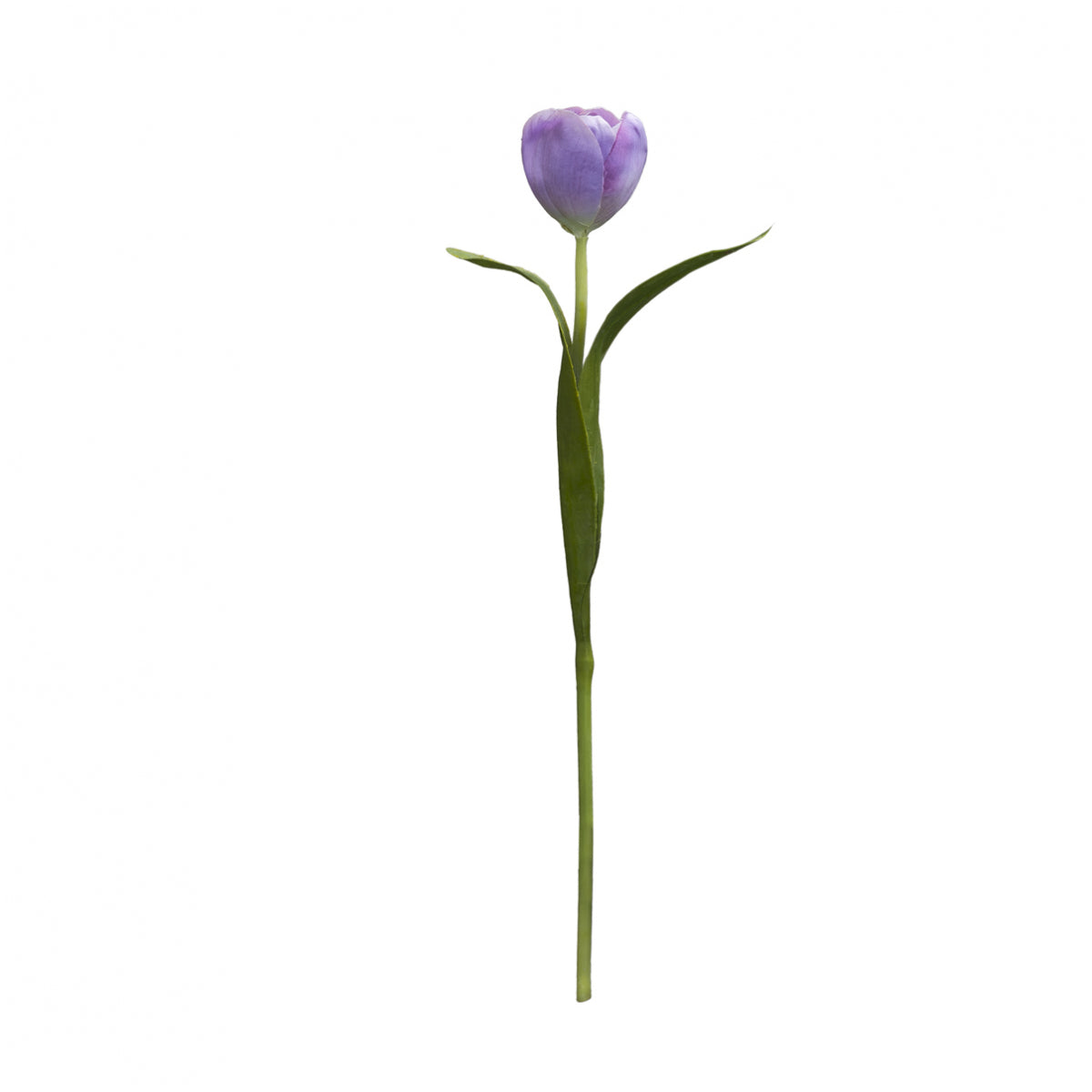 Emilia Tulip Stem
