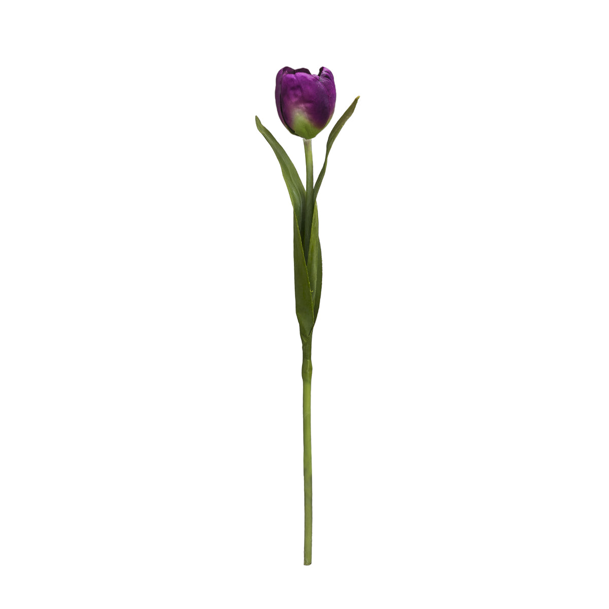 Emilia Tulip Stem