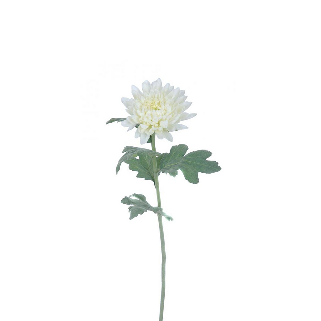 Chrysanthemum stem Mum