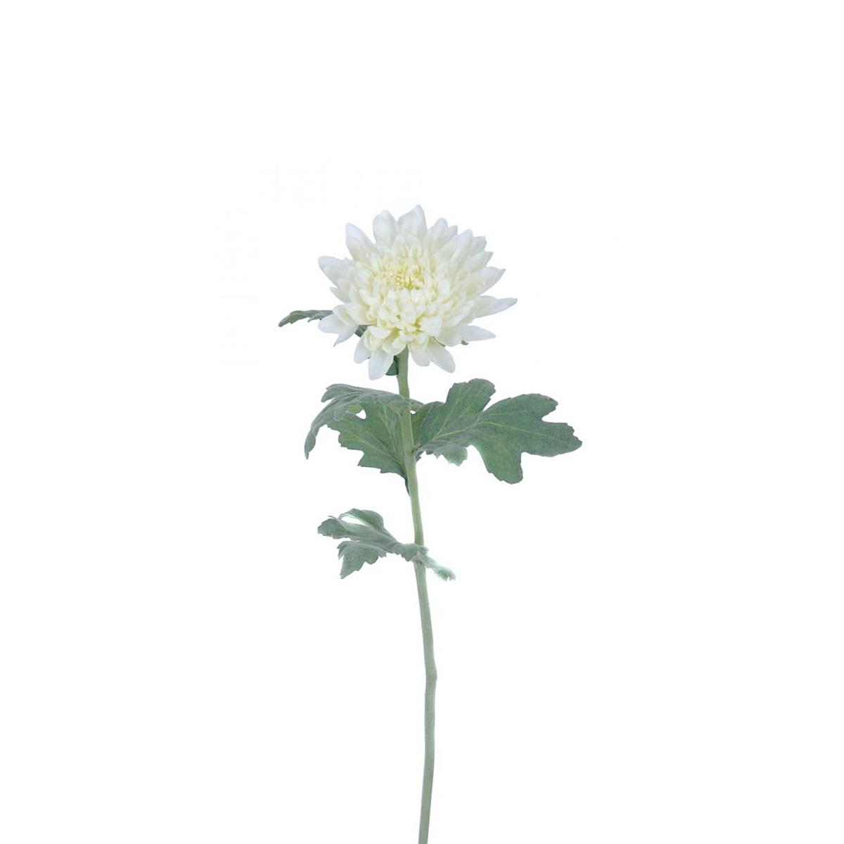 Chrysanthemum stem Mum