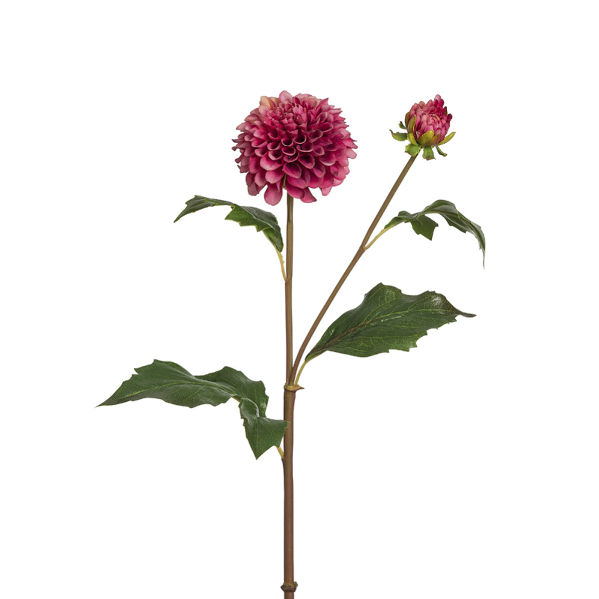 Dahlia Candice Stem