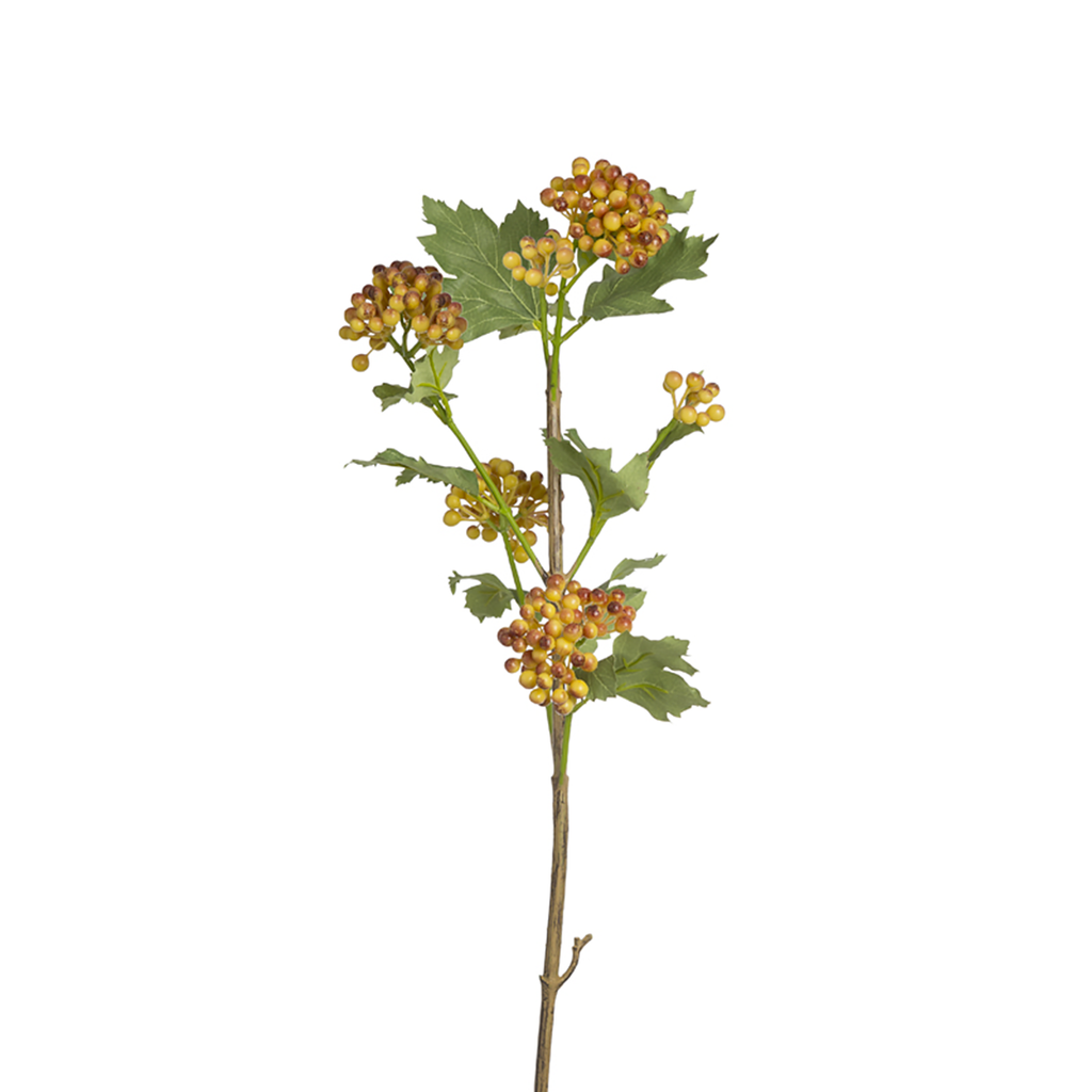 Guelder Rose Berry Foliage