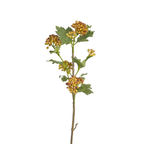 Guelder Rose Berry Foliage