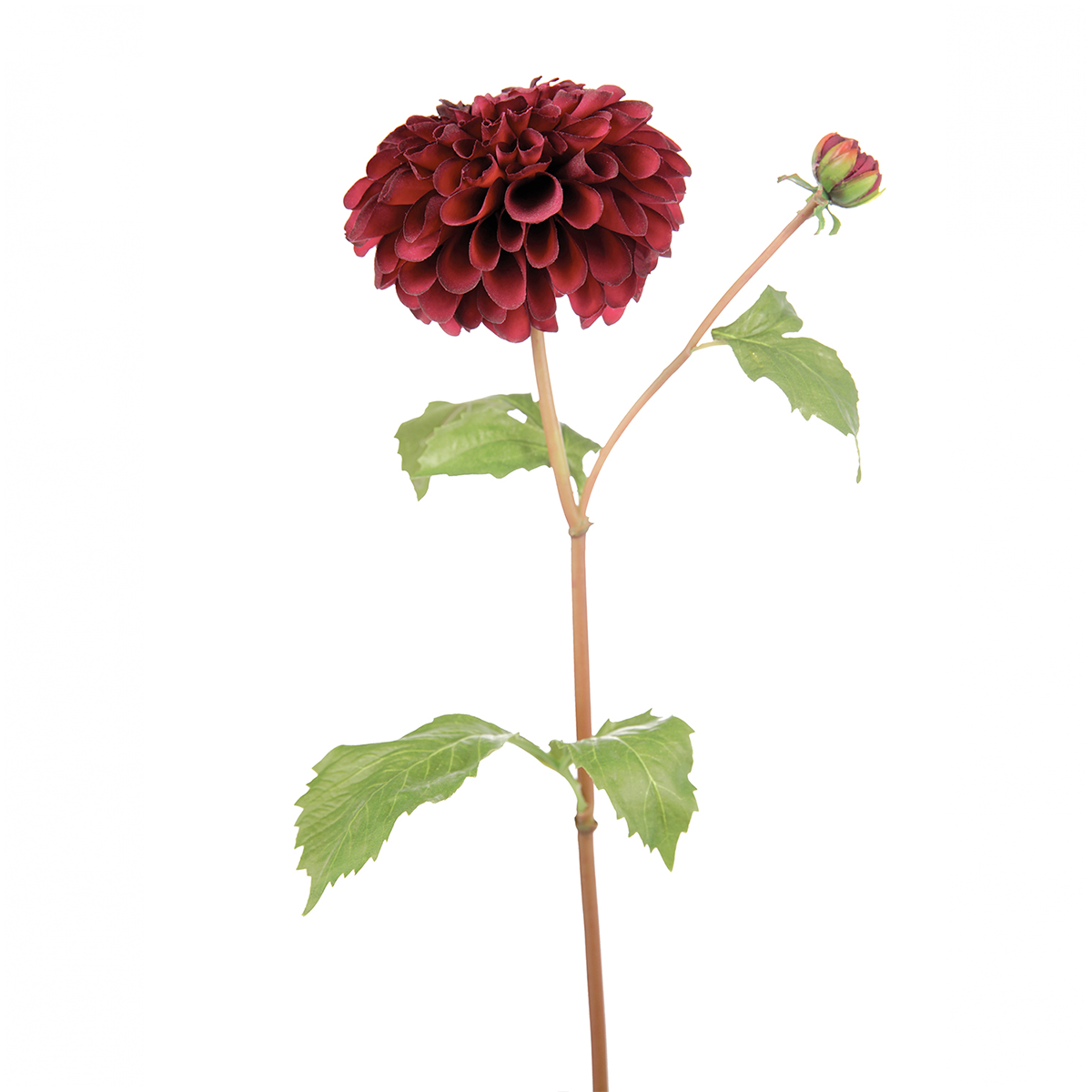Bonnie Dahlia Stem
