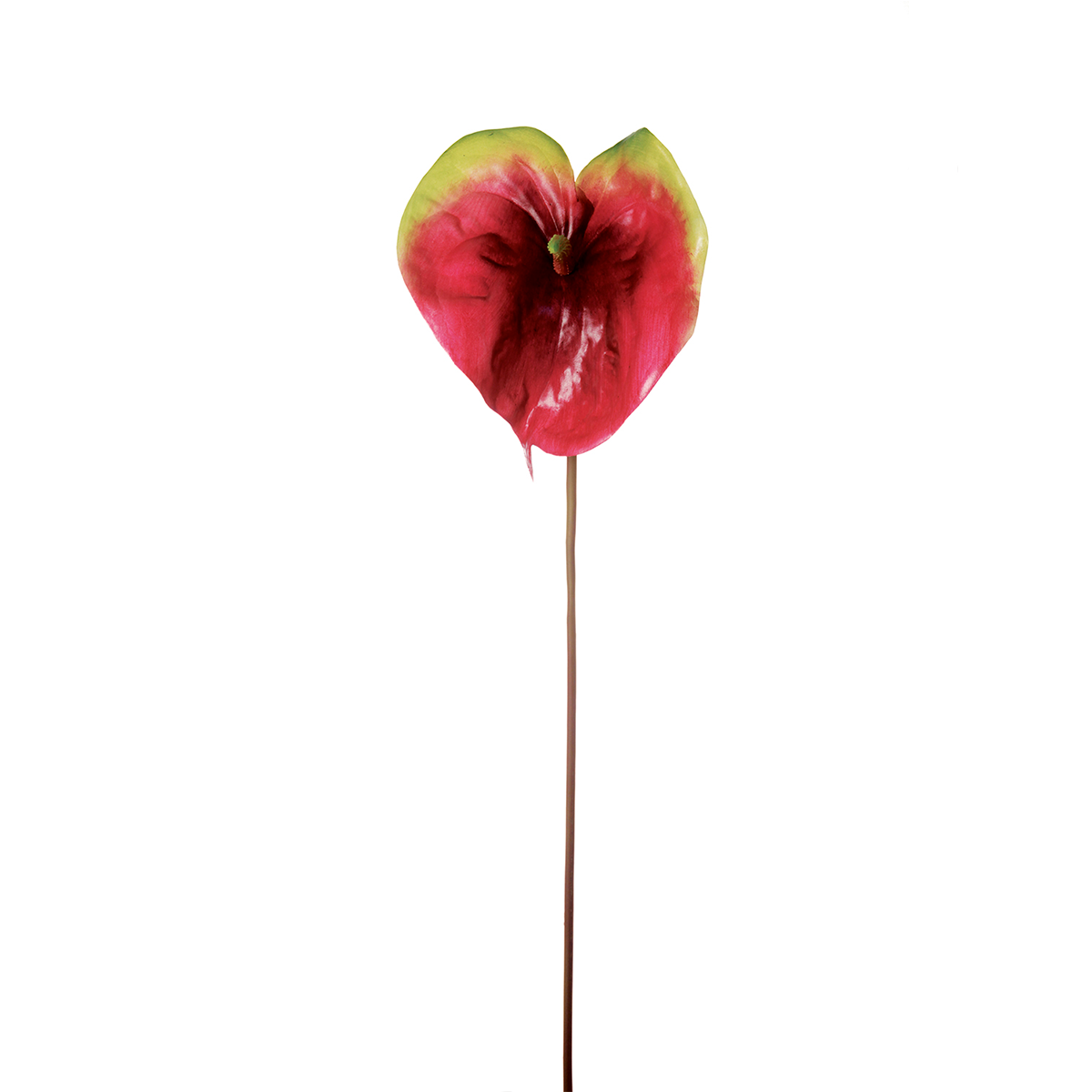 Anthurium Vera stem