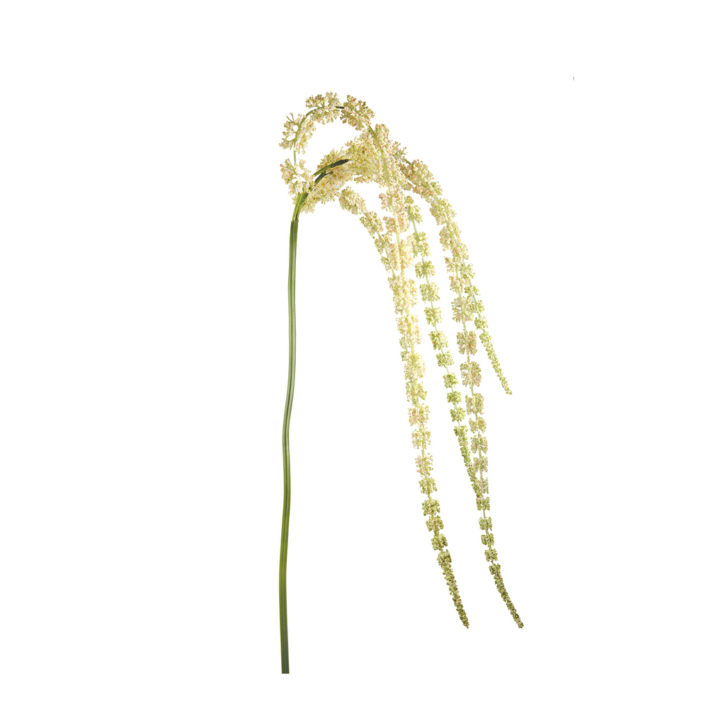 Drooping Amaranth Foliage