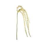 Drooping Amaranth Foliage