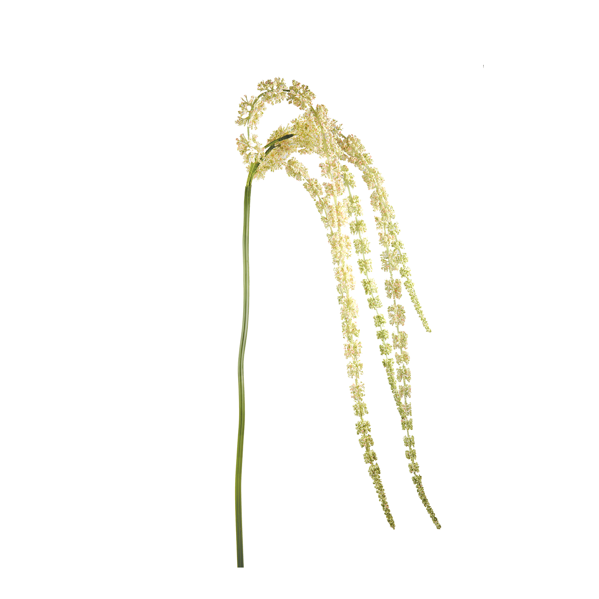 Drooping Amaranth Foliage