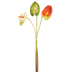 Anthurium stems