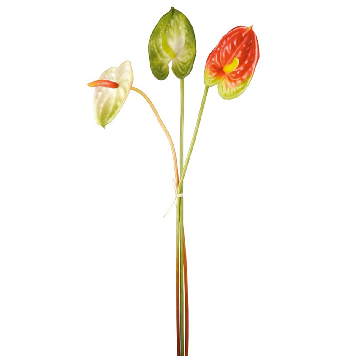 Anthurium stems