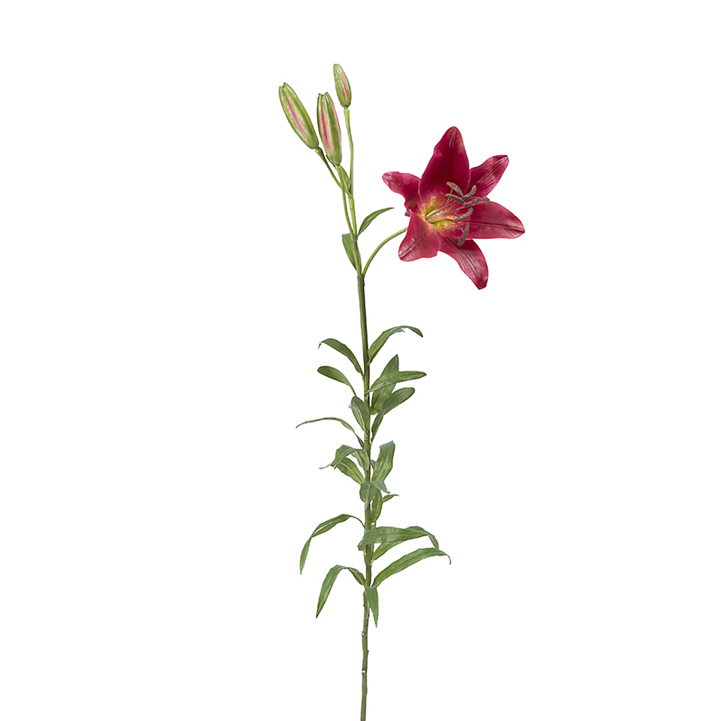 Lily Rubrum Elsa stem