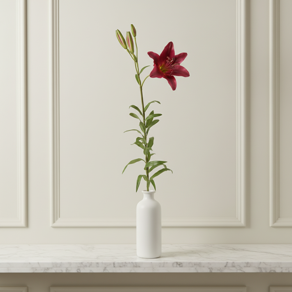 Lily Rubrum Elsa stem