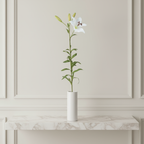 Lily Rubrum Elsa stem