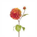 Dahlia Denitsa stem