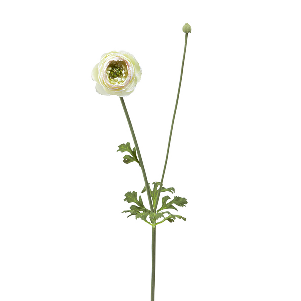 Buttercup stem with bud