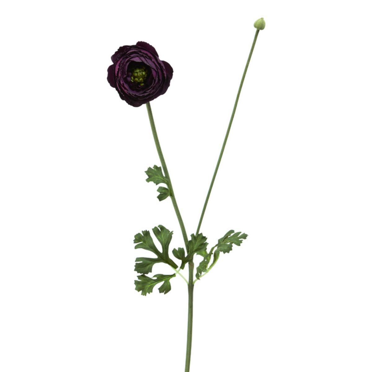 Buttercup stem with bud