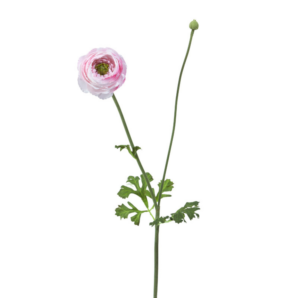 Buttercup stem with bud