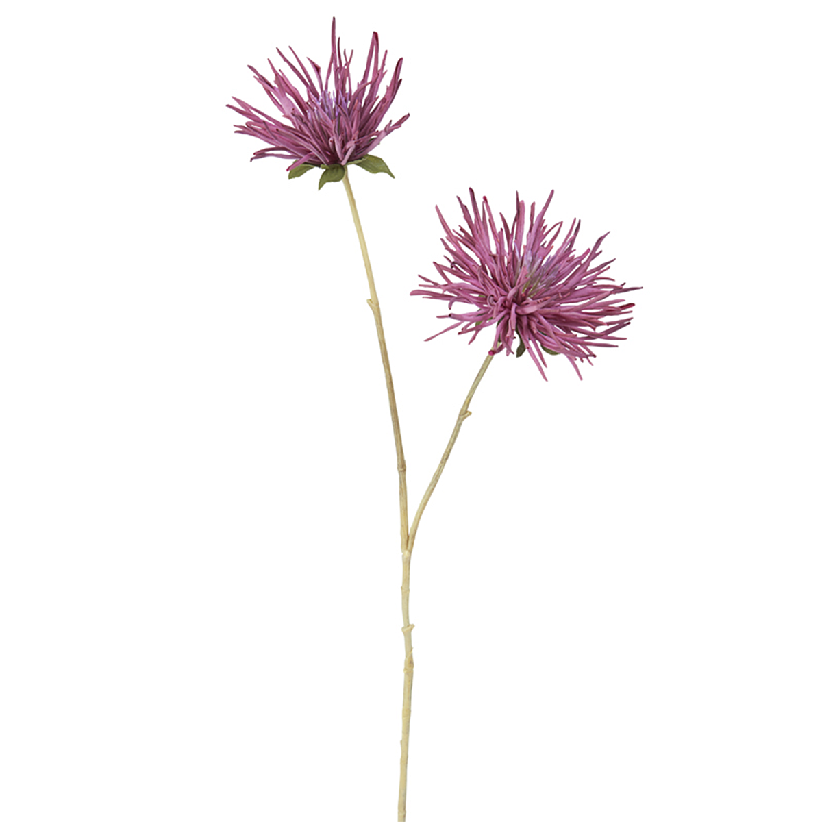 Tokyo Chrysanthemum Stem