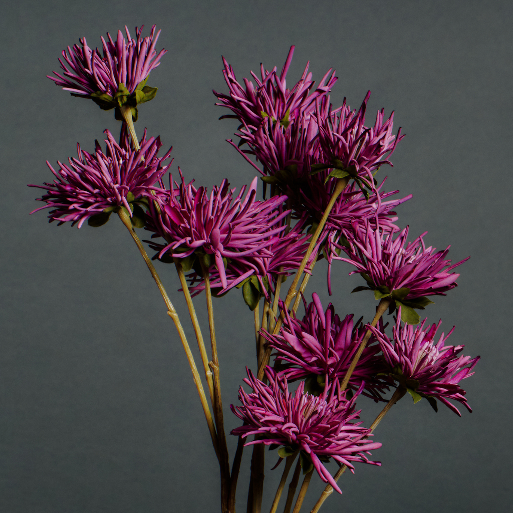 Tokyo Chrysanthemum Stem