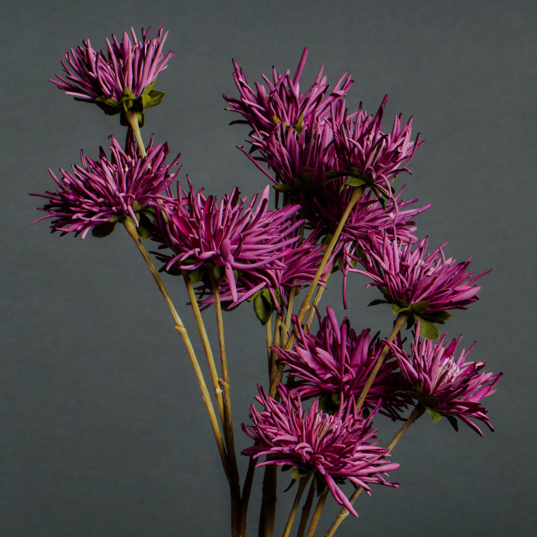 Tokyo Chrysanthemum Stem