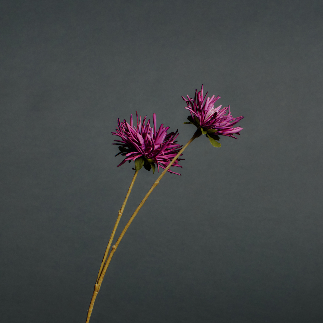 Tokyo Chrysanthemum Stem
