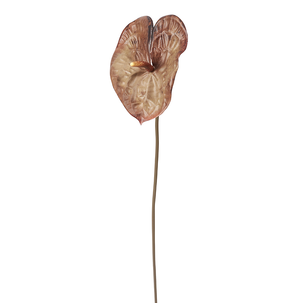 Shaded Anthurium Stem