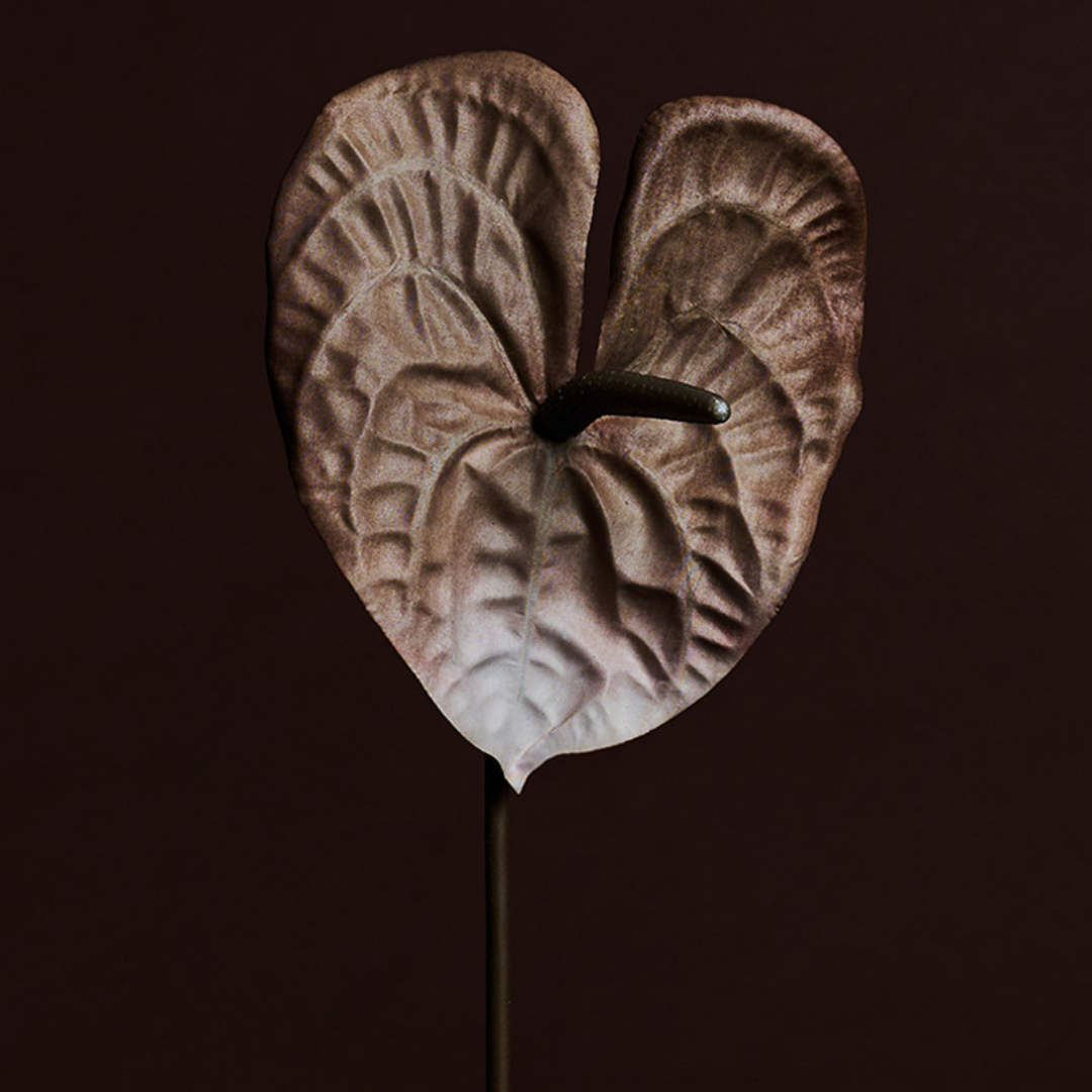 Shaded Anthurium Stem