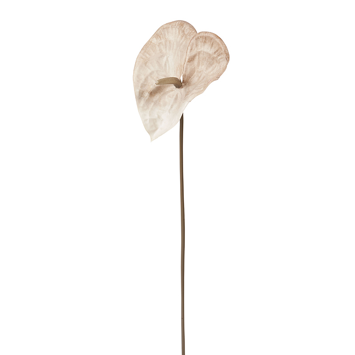 Shaded Anthurium Stem