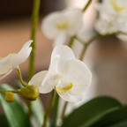 Small Artificial Orchid Arrangement