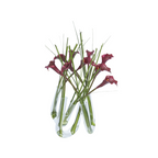 Arum Composition in Water Illusion