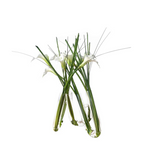 Arum Composition in Water Illusion