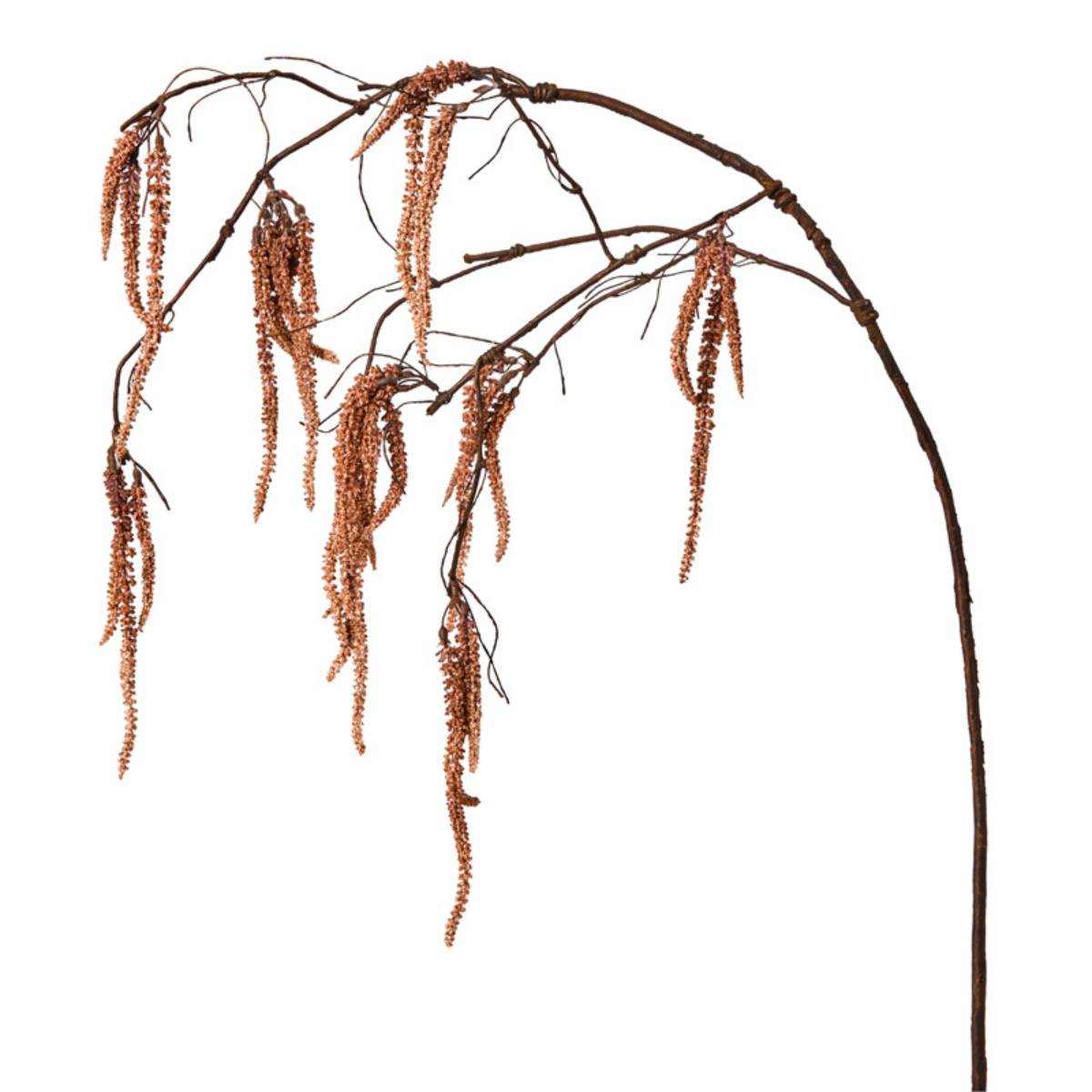 Drooping Amaranth Foliage