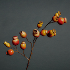 Rosehip branch