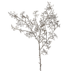 Dried Pine Branch Christmas