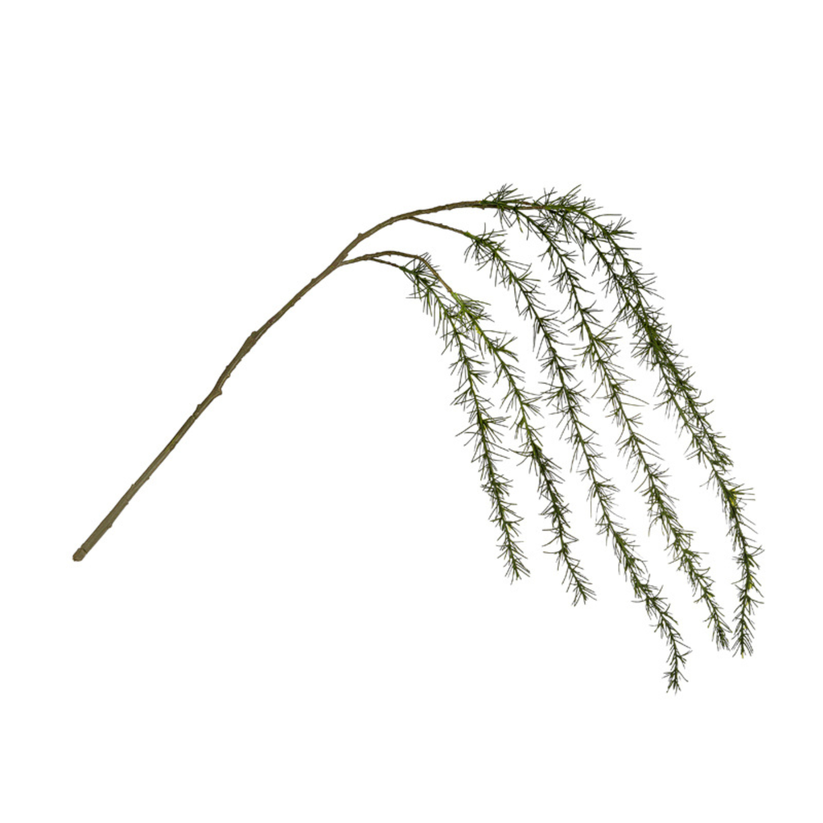 Drooping Pine Branch