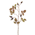 Rosehip foliage