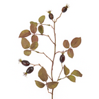 Rosehip foliage