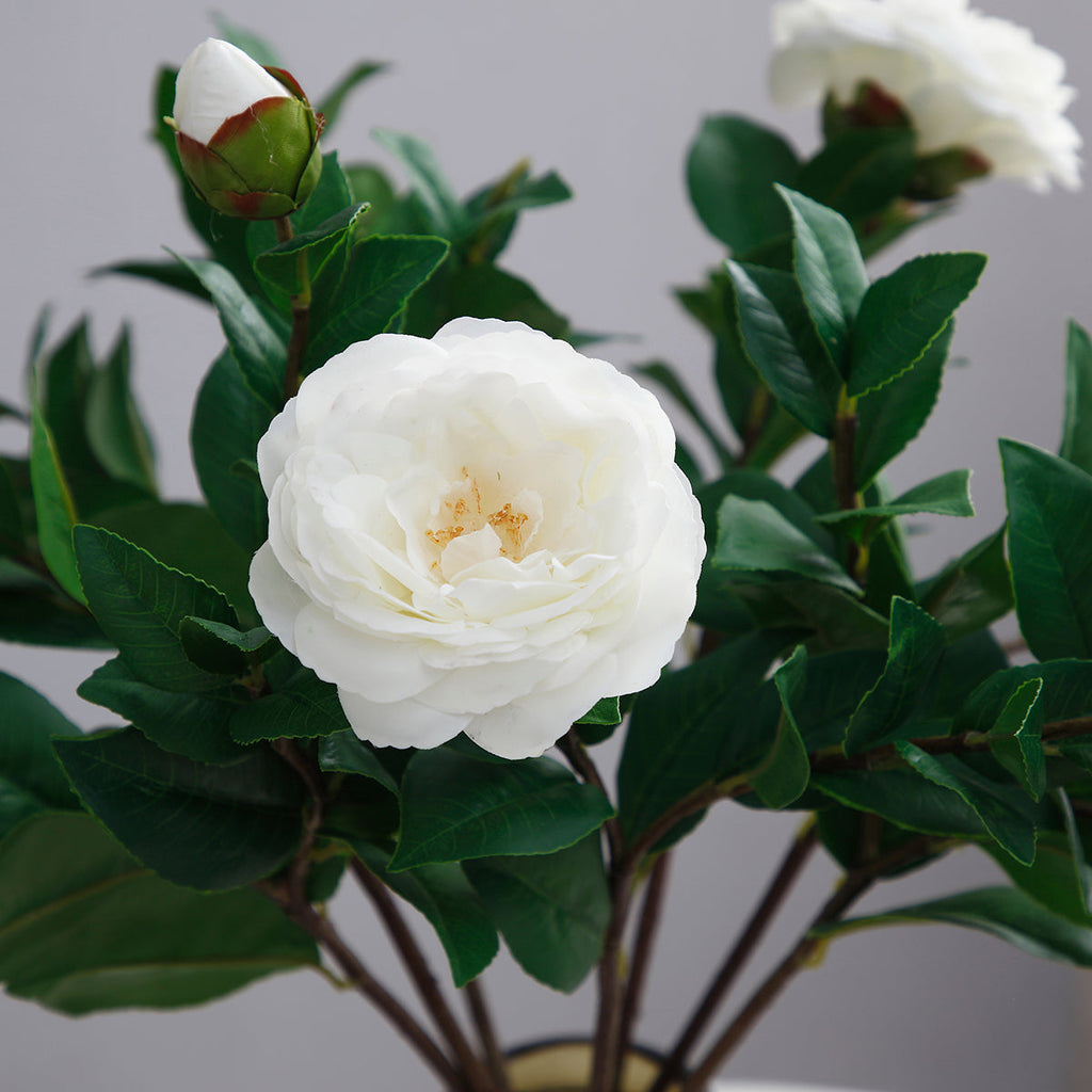 Camellia stem