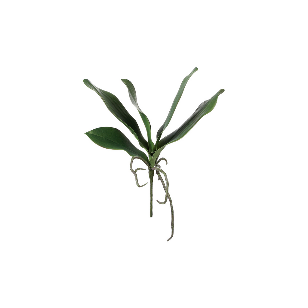 Large Format Orchid Foliage