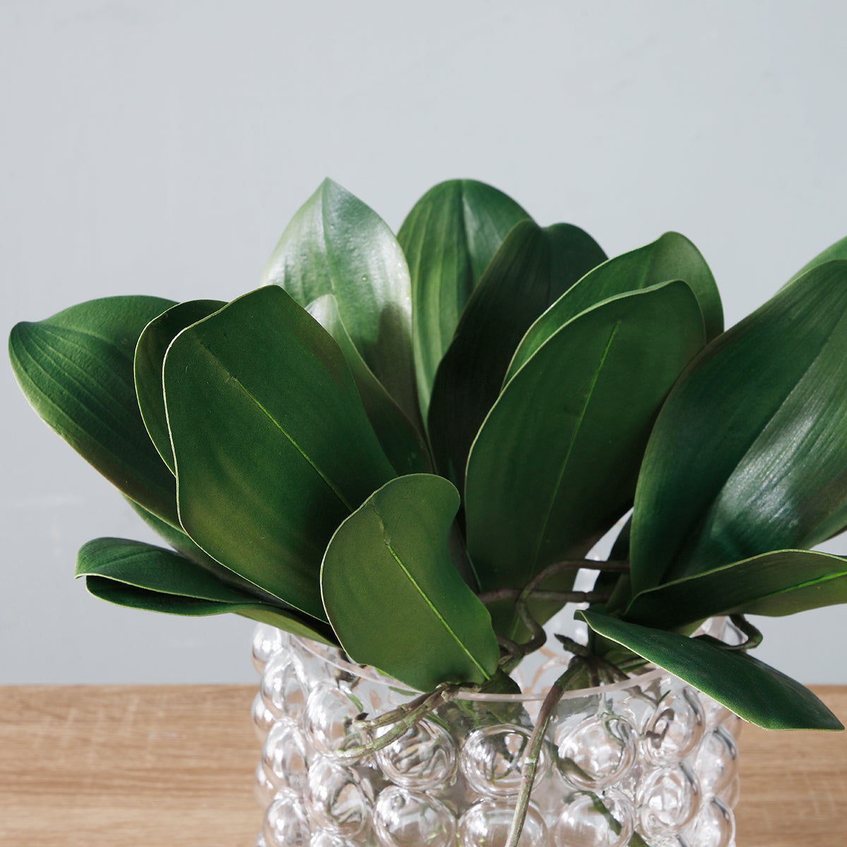 Large Format Orchid Foliage
