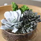 Large Succulent Arrangement in a Transparent Vase