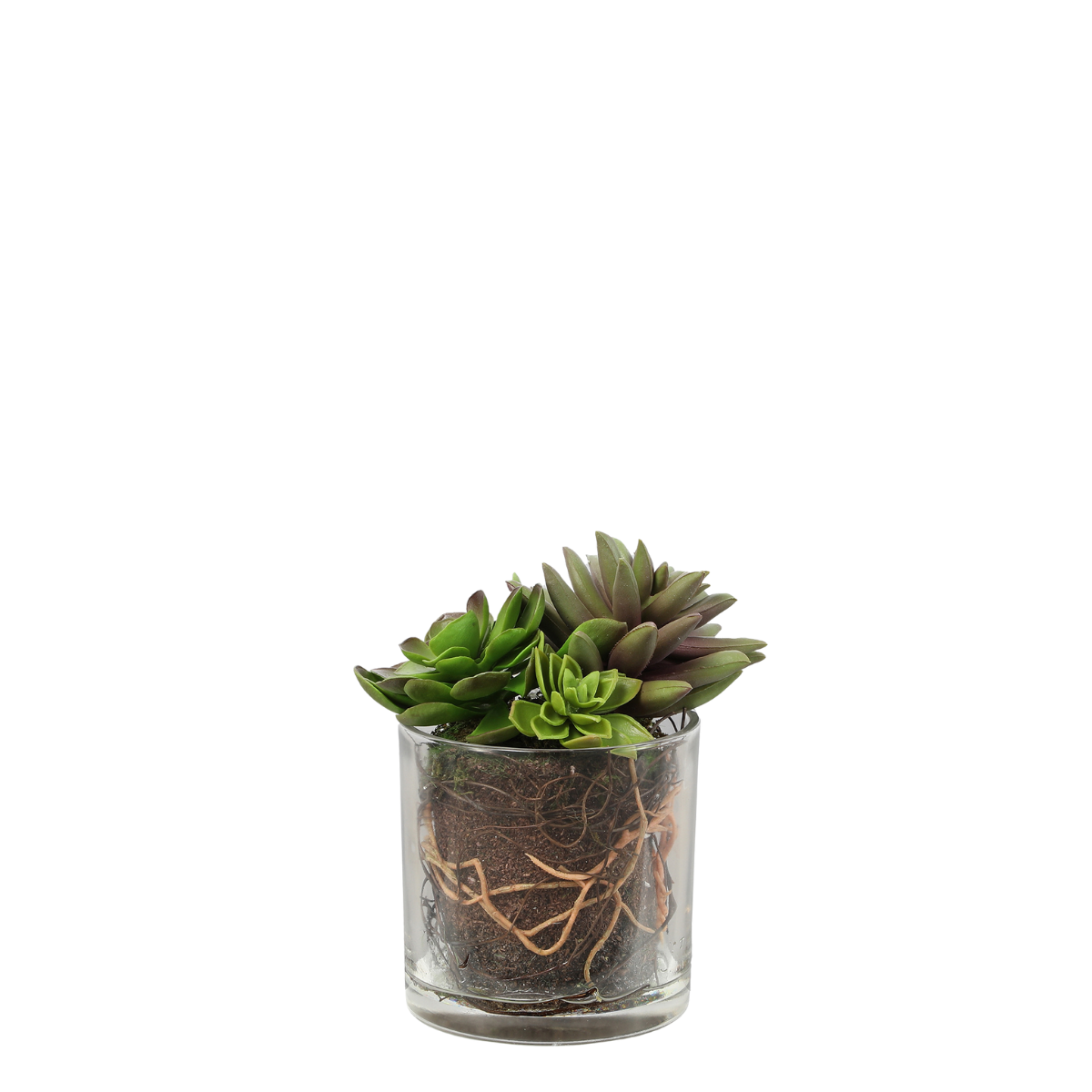 Small Succulent Arrangement in a Transparent Vase