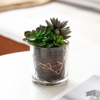 Small Succulent Arrangement in a Transparent Vase