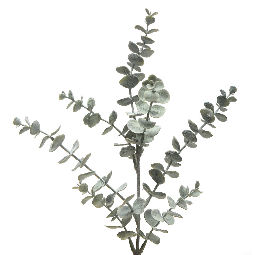 Eucalyptus foliage