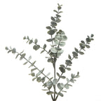 Eucalyptus foliage