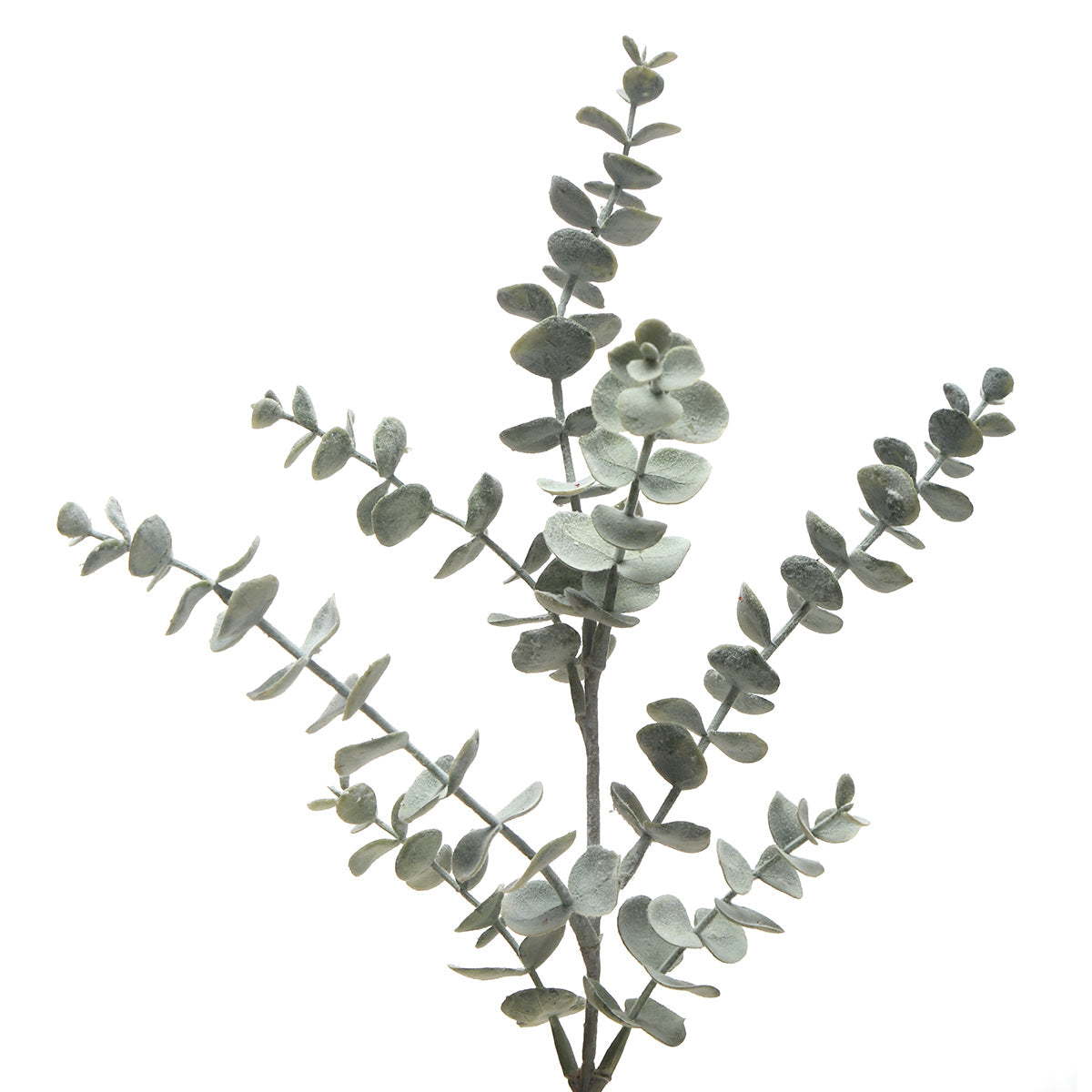 Eucalyptus foliage