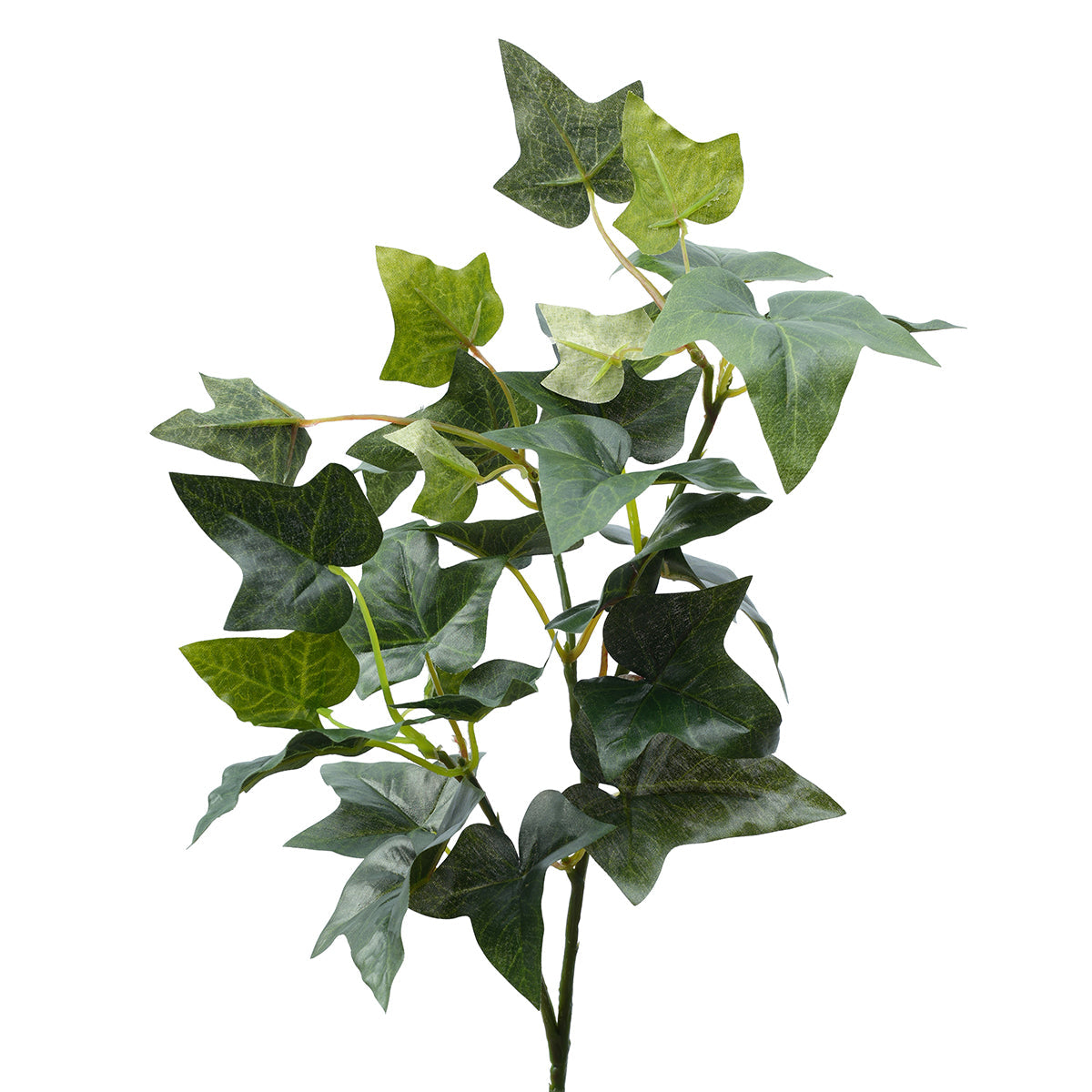 English Ivy Foliage